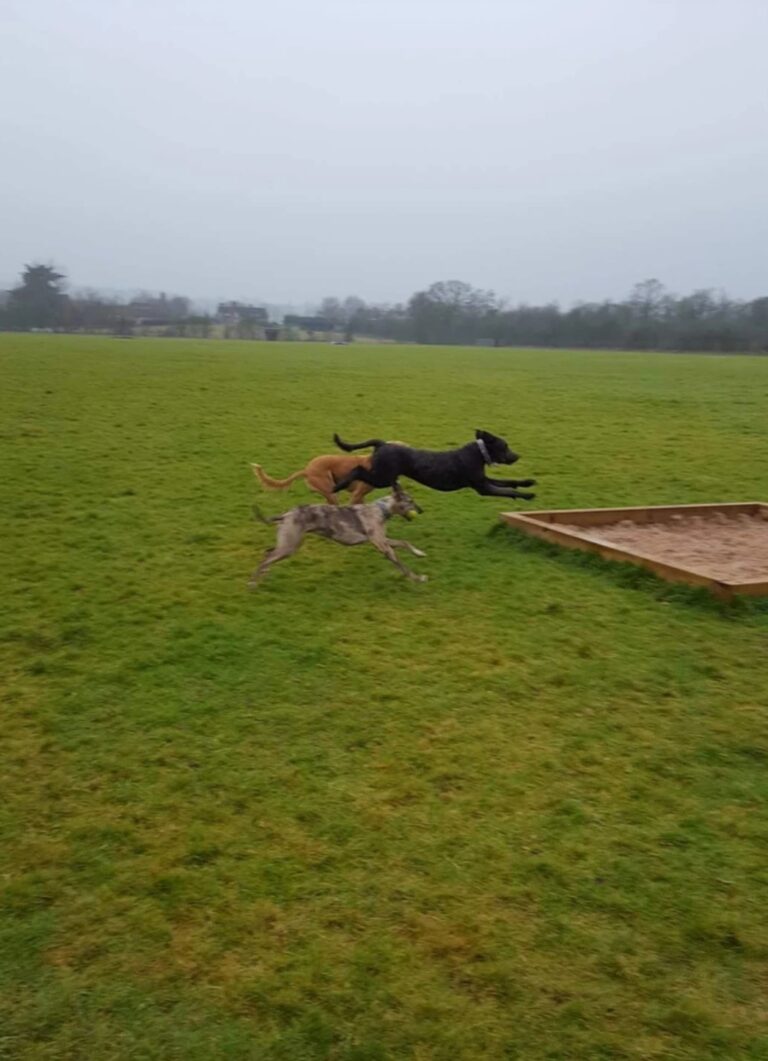 1165 06d2abea14d32851b6ca4bf0669906ea 1 768x1061