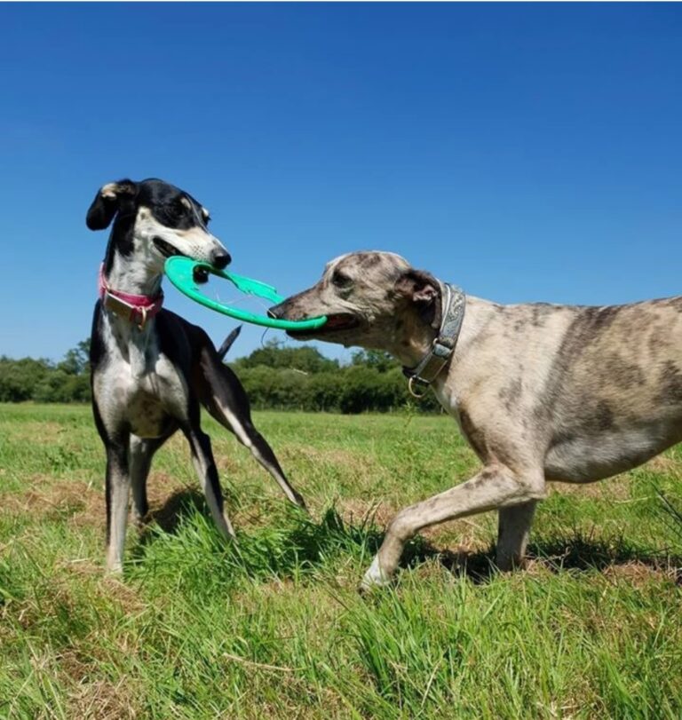 1165 65146885cddecdd4eecba4cc4898e102 1 768x811