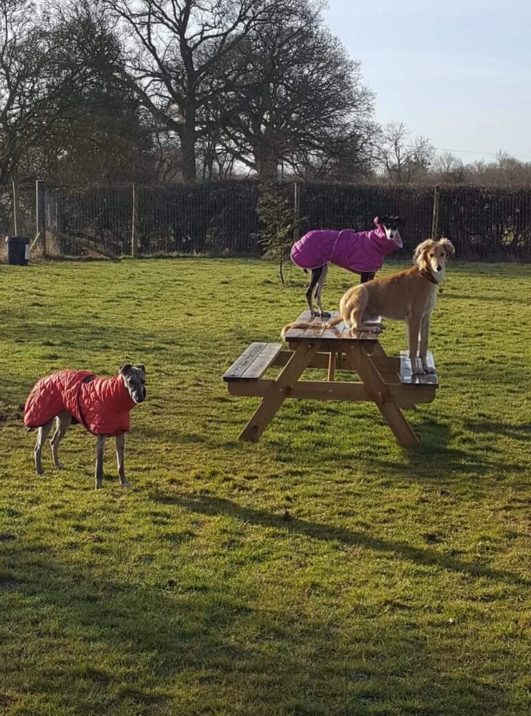 1165 c34380b7a26bc37e69c9432ae2bb1ed5 1 768x1036