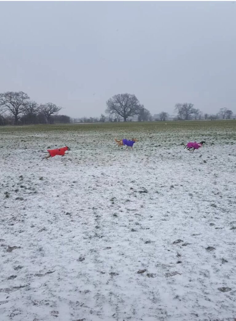 1165 c53e3c06c02e15479a1f69758c143944 1 768x1046