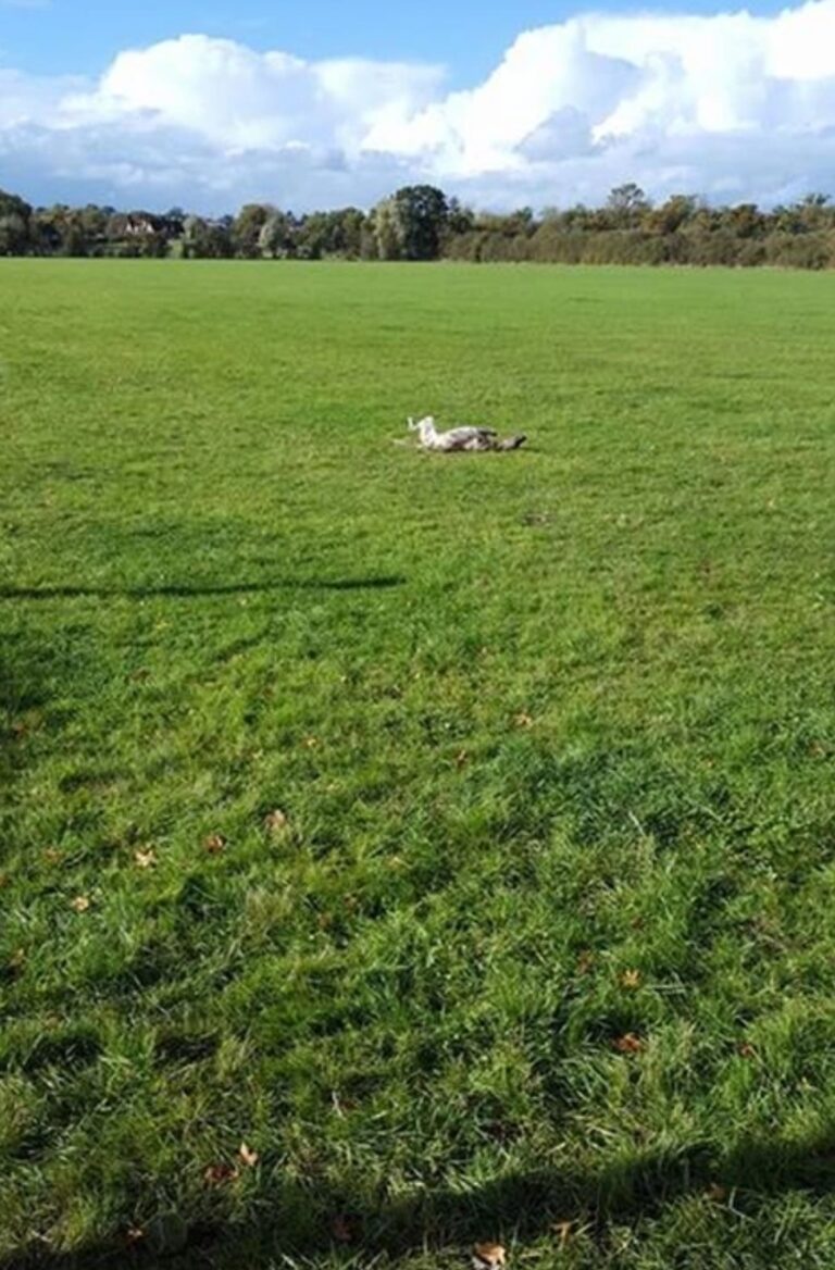 1165 cf35b96653ae99f5b58b24d4e5f282c9 1 768x1168