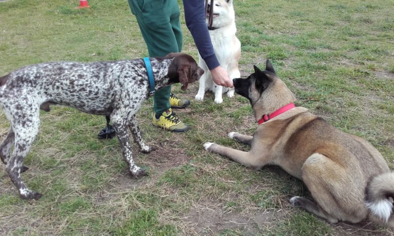 1175 0a95c88858973a9898b40d40486a6d4c 1 768x461