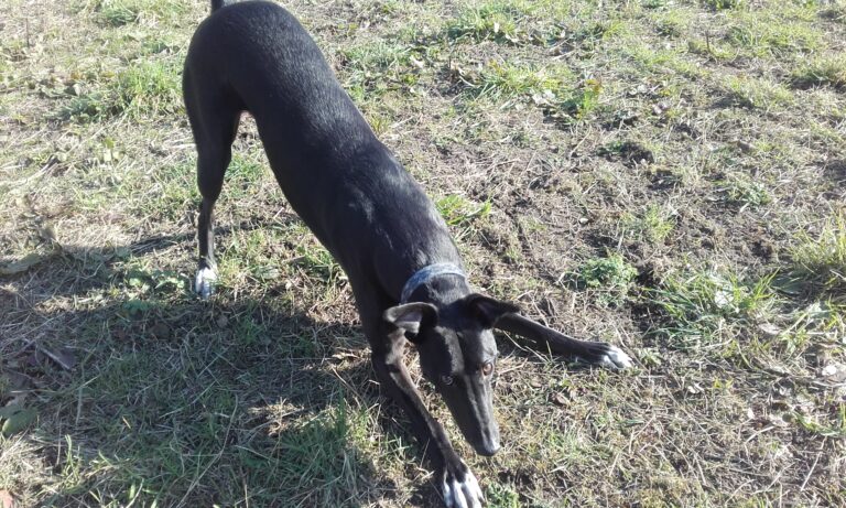 1175 489de0cec358736baac970d6df788f8e 1 768x461