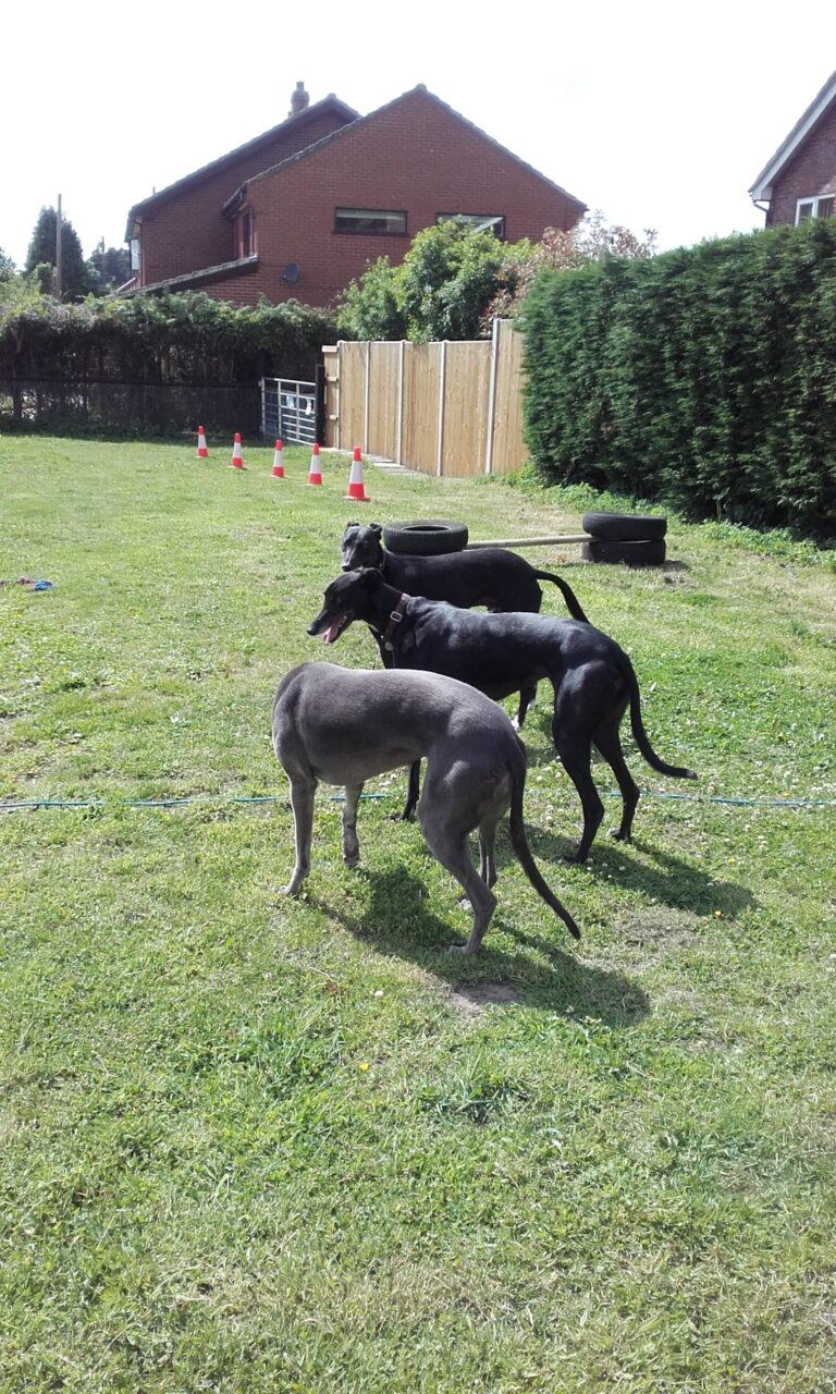 1175 7ae2834e2482cb4daf677b96ee659eab 1 768x1280