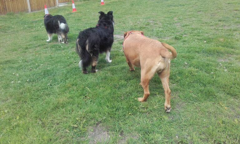 1175 84809b1a20ab7998ebbde29dbbbe892a 1 768x461