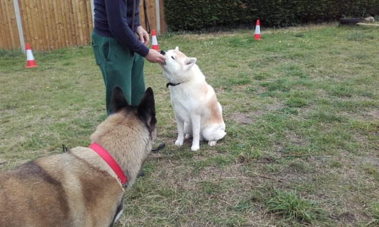 1175 c6d7826695df1a1a7945304338011738 1 768x461