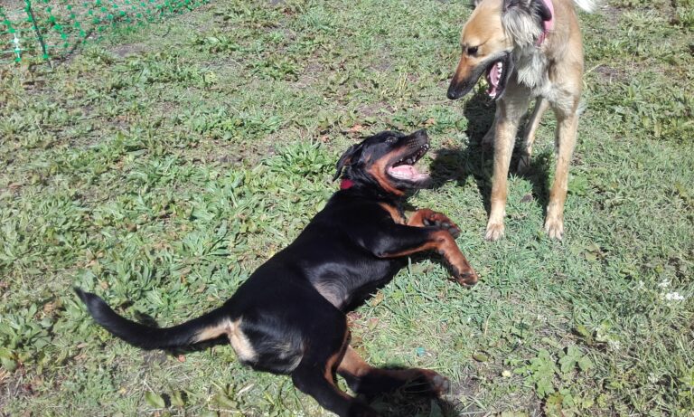 1175 cd572f7c22c2b1688ba42145a9530c09 1 768x461