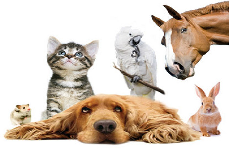 1187 1941e6735cc852031b6b31b5ff024b51 1