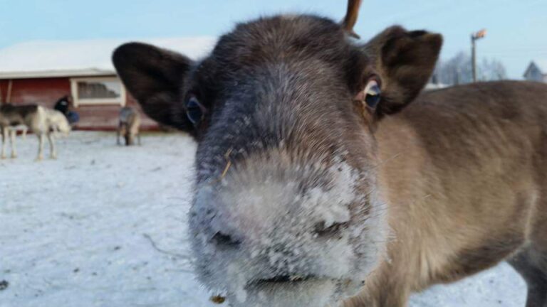 1187 33fa3e132005c3a7f96ef804cc500d87 1 768x432