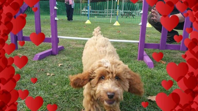 1187 7d31aff6b04e62d6c43d0787a1d931c1 1 768x433