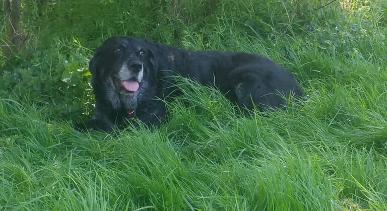 1187 7eceb061acf9510bedfccceacd43c4d4 1 768x419