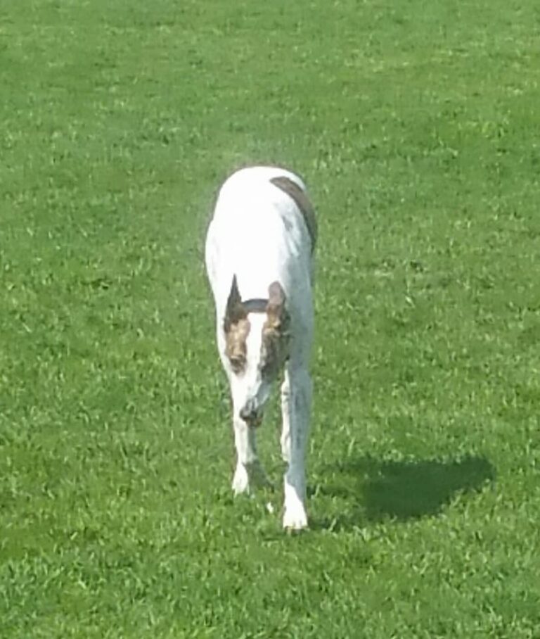 1187 c34f7487a5aa916cc97dc138d04cac17 1 768x908