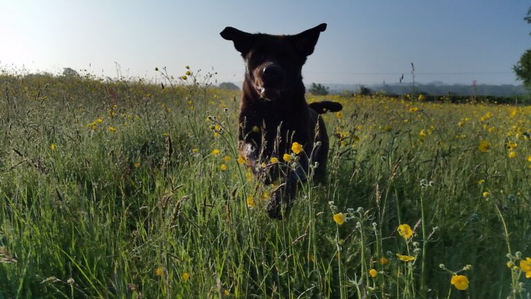 1188 298d1a6395b09e46269a5151f4e58eec 1 768x432