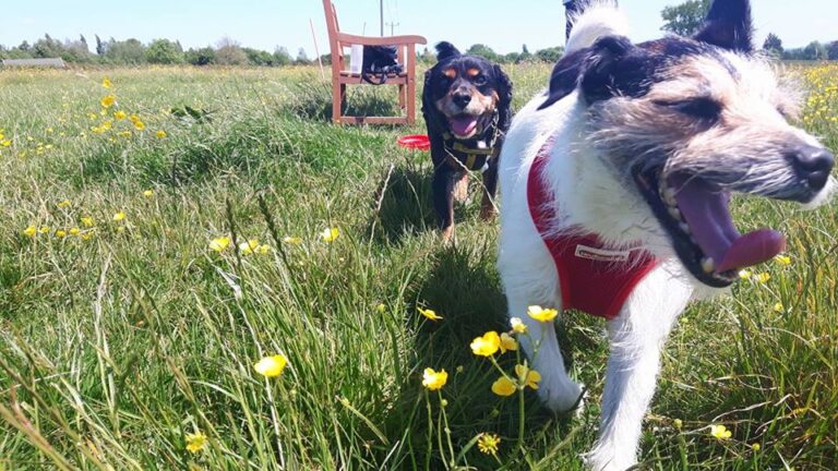 1188 59cee0c38faecbd749ab9cf57de1025d 1 768x432