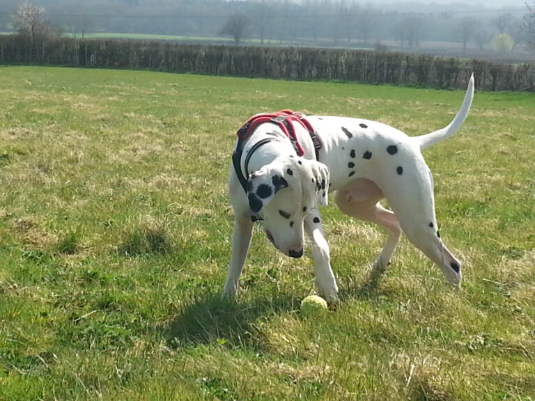 1188 680856f4621c96505f3fd46b00005ab1 1 768x576