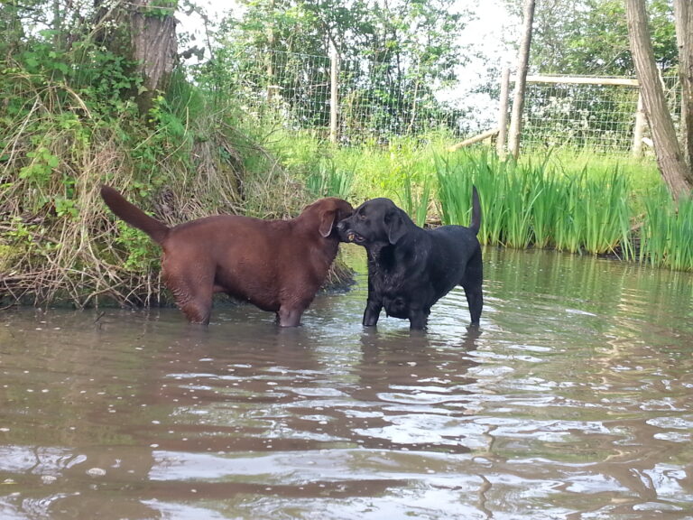 1188 6e77eb69ada41f1204da65b0de9c38f8 1 768x576