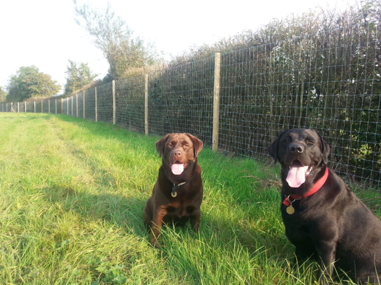 1188 e41007c3ab890c4930e94e8b2ad91fc2 1 768x576