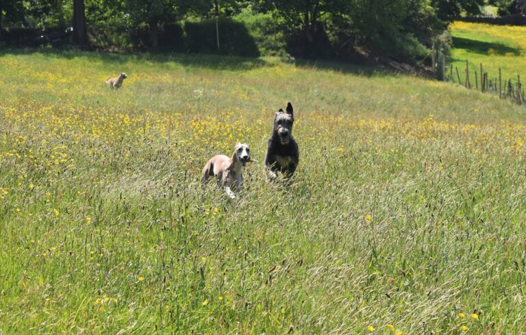 1208 29cde82f7f688e0c436070b054d15737 1 768x489