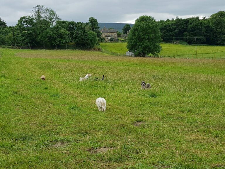 1208 7c4e670b82737c9594048a8c94874120 1 768x576