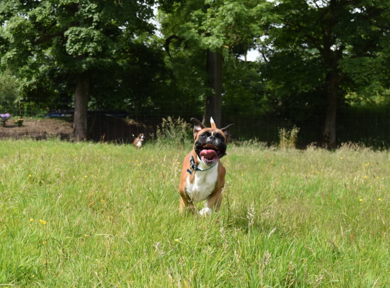 1208 d115ba15570c7fdeb3f9231bf72f7de4 1 768x568