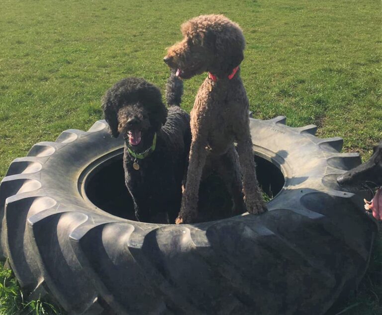 1240 d914014794a5fe1f30ca460948e2da95 1 768x633