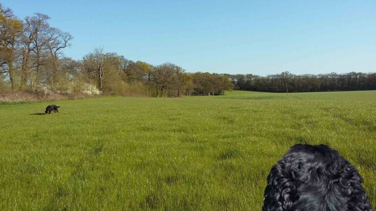 1244 aa418ba8f0edbc1aa647afb64924c15f 1 768x432