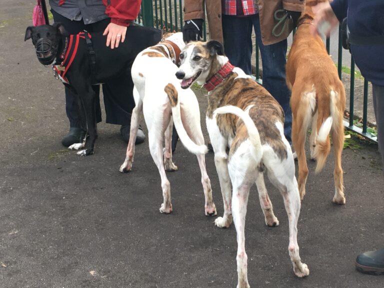 1248 9d9acad30c49a49a4f10496a70f4507c 1 768x576