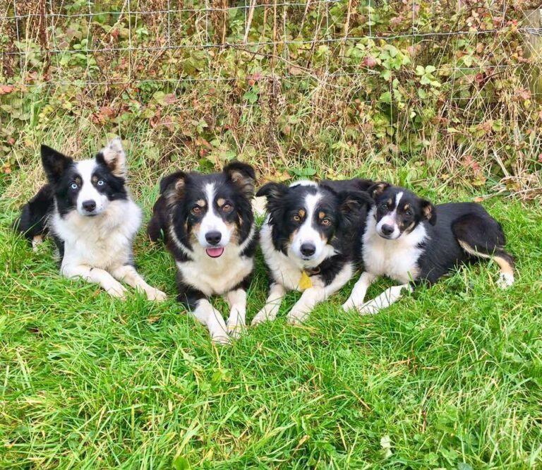 1251 3eec644a55b745482be397ea7424dffc 1 768x666