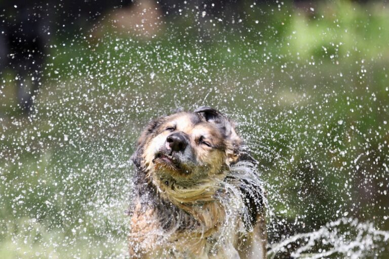 1264 1db1db60c3590c9ff1e6767a024e4f84 1 768x512