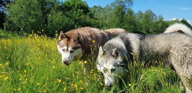 1264 21eb4f129c478bddd75875879199f386 1 768x373