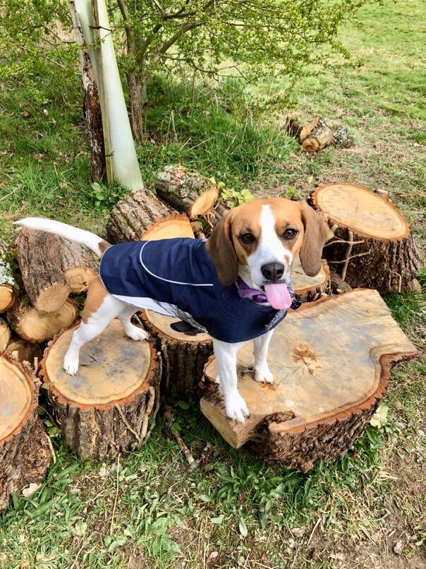 1264 a47a88b77b8fd2ef22be738793e13018 1