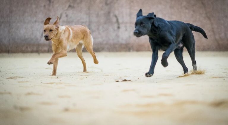 1288 1eac18d5ad7758d3549c2246d4a37efa 1 768x423