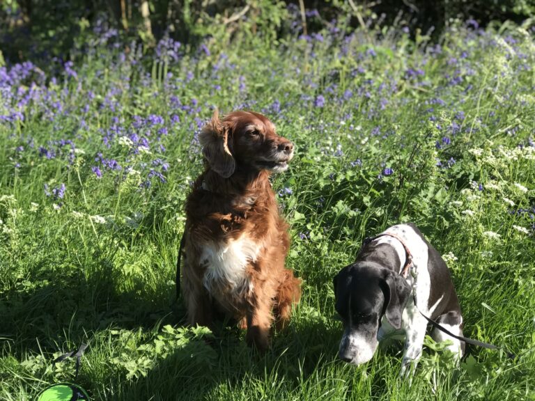 1292 865c5f99a69ecf73e0820517ad9cbceb 1 768x576