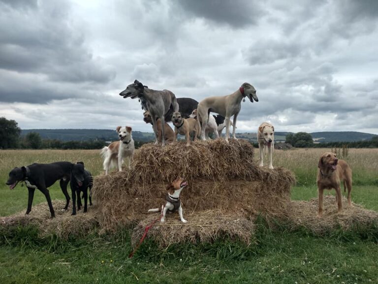 1307 634cafb29ef4c63f632f26c637d89472 1 768x576