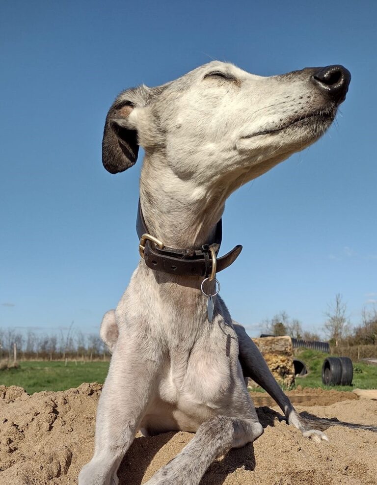 1307 9271c1e9f80691652a8bdf88f23985d6 1 768x988