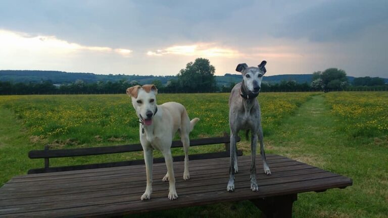 1307 ab34dc4df4412972037be1fd5a3ccd21 1 768x432