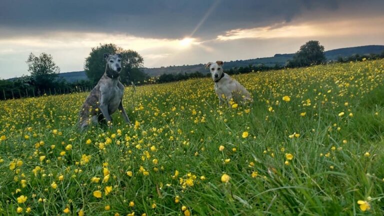 1307 e008bfe5dd9d0d32f640f75f37038cc5 1 768x432