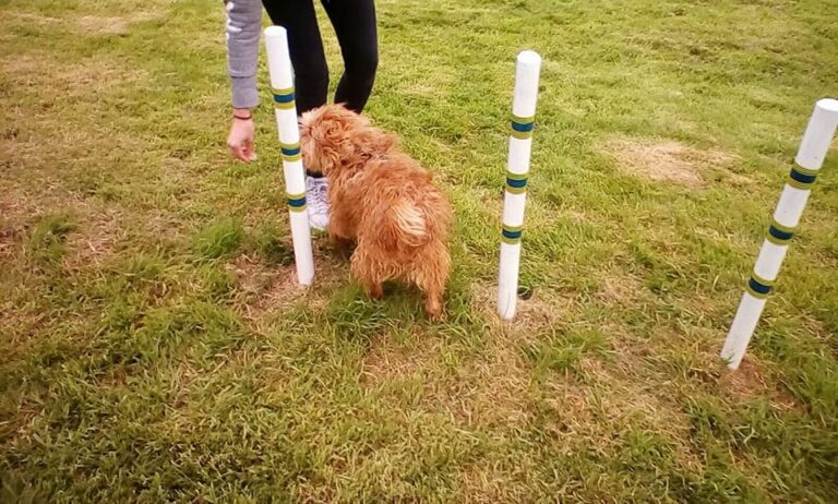 1315 074d32ecaf3dc1eed0cf6359ec195c7d 1 768x462