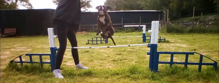 1315 bd64ec04a28082bcb3cf4a7cee6af71c 1 768x291