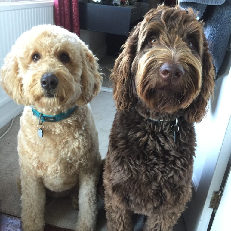 1347 153d0ffdcad11c299dffba602ffc69b9 1 768x768