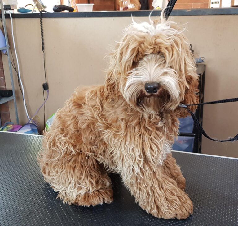 1347 3efa04079ca75a37072715aa2f36575b 1 768x727