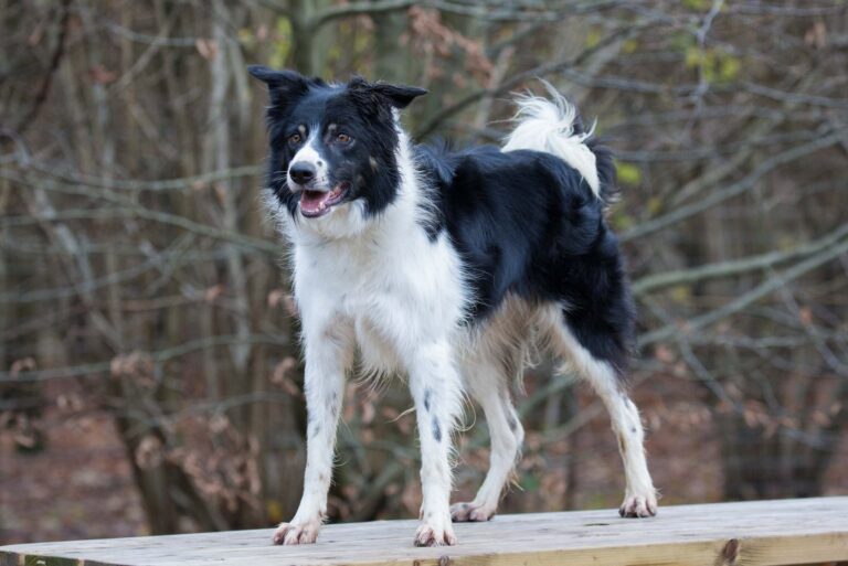 1351 c790cd88f121d07a3a6a0fa4cb4f5f01 1 768x513