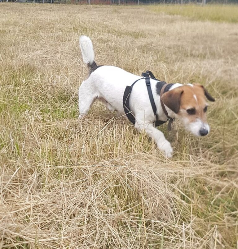 1357 3839dcd9c0f77c9cf5e6de401e463067 1 768x801