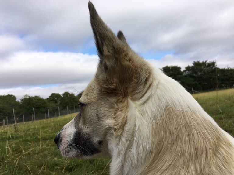 1357 e0cf28c06cf9f28d6acf933b320be2bd 1 768x576