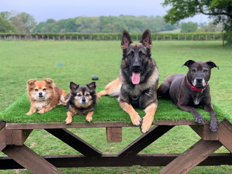 1376 7f73f3b1412727ac177fc03445c6ccab 1 768x576