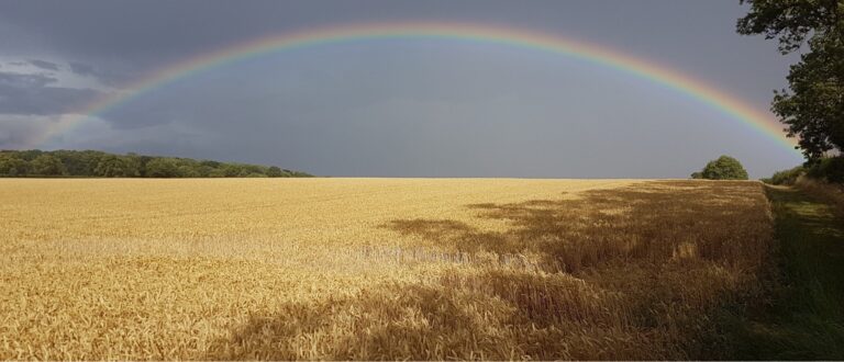 1387 dc0f3685b6a61114d92219c7c1149f03 1 768x330