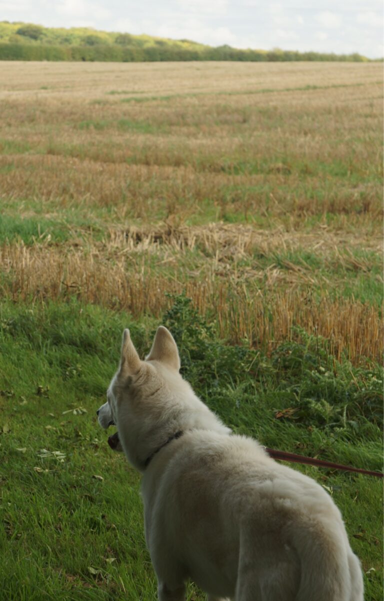 1387 ec17f41fbf538a2cce1d0470fa3bcd03 1 768x1202