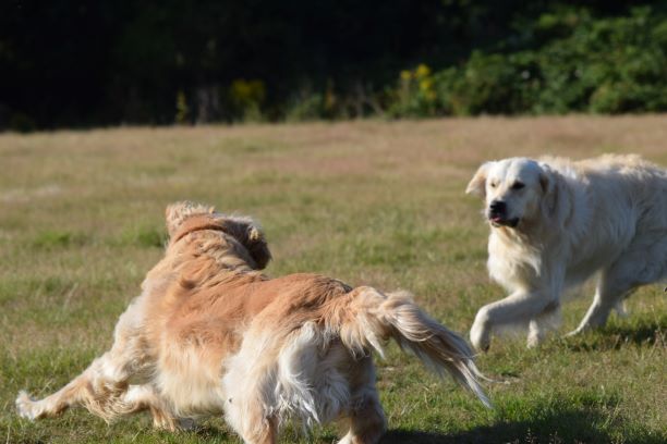 1396 ca3856a22e6b4ca74b946549d1481edd 1