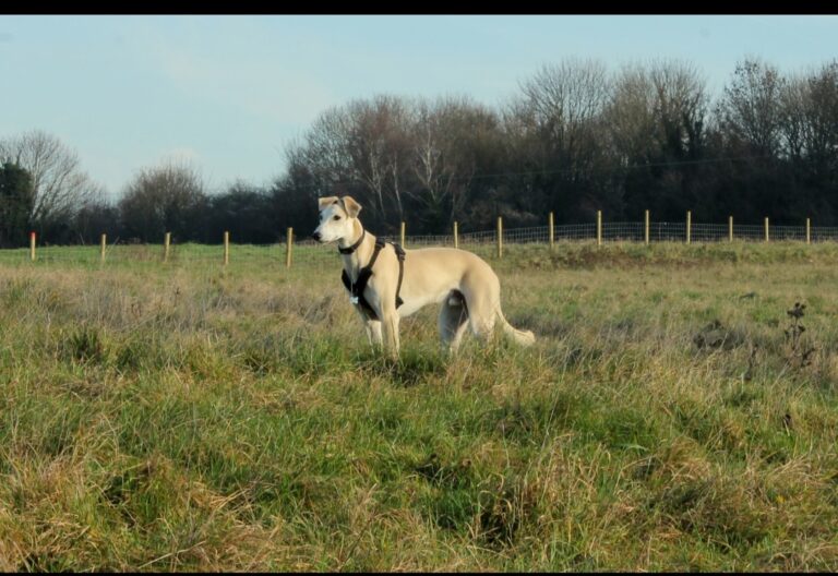 1427 5493b56161a35f54bfd1d0b36a14119b 1 768x528