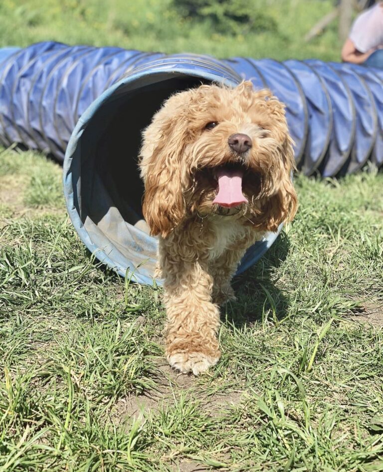 1433 41c7ec88bdd587ca5042723ac104119c 1 768x946